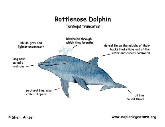 Bottlenose